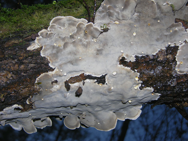 Da determinare. - (Bjerkandera adusta)